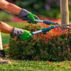 Leaves & Lawn Maintenance